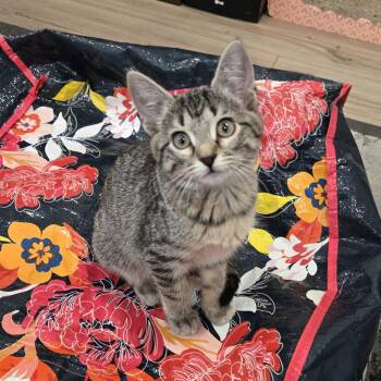 Zipper -  Domestic Short Hair Cat for Adoption in Webster, Texas - Zipper | PetCurious