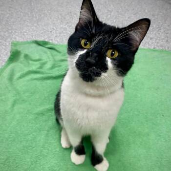 Spotter -  Domestic Short Hair Cat Available for Adoption in Grand Rapids, Michigan - Spotter | PetCurious