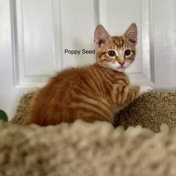 Poopy Seeddome -  Domestic Short Hair Cat for Adoption in Topsham, Maine - Poopy Seeddome | PetCurious