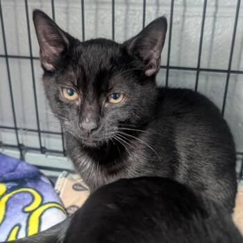 Domestic Short Hair Cats Available for Adoption in Jefferson City, Tennessee - Obsidian | PetCurious