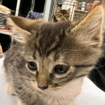 Domestic Medium Hair Cats Available for Adoption in Las Cruces, New Mexico - Peach | PetCurious