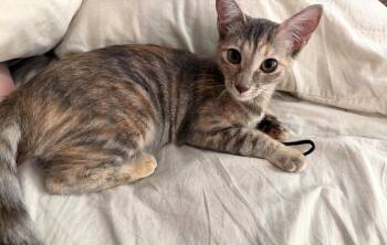 Clementine -  Torbie Cat for Adoption in Mission Viejo, California - Clementine | PetCurious
