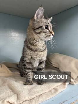 Rescue Tabby Cats for Adoption in Windom, Minnesota - Girl Scout | PetCurious