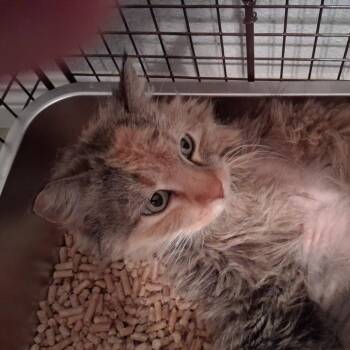 Domestic Short Hair Cats Available for Adoption in Las Vegas, Nevada - Mollie | PetCurious