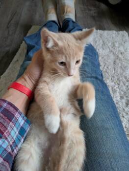 Pudding -  Domestic Short Hair Cat for Adoption in Mineral Point, Wisconsin - Pudding | PetCurious