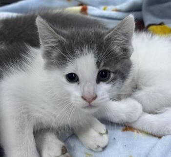 Domestic Short Hair Cats Available for Adoption in St. Cloud, Minnesota - Claws | PetCurious