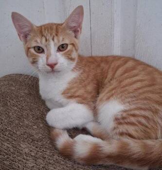 Kobe - PSP -  Domestic Short Hair Cat for Adoption in Oakland Park, Florida - Kobe - PSP | PetCurious