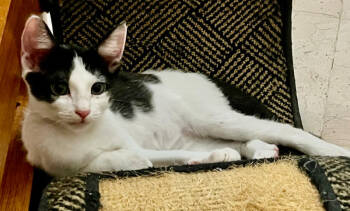 Rescue Domestic Short Hair Cats for Adoption in West Palm Beach, Florida - Miko | PetCurious