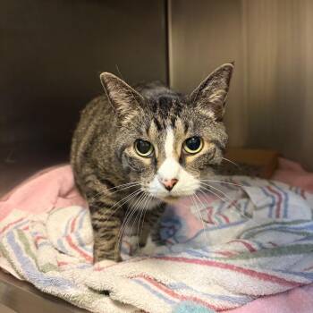 Klue -  Domestic Short Hair Cat for Adoption in Council Bluffs, Iowa - Klue | PetCurious