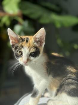 Rescue Calico and American Shorthair Cats for Adoption in Huntington Beach, California - Poppy "The Purr Machine" | PetCurious