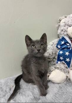 Bronson -  Russian Blue and Domestic Short Hair Cat for Adoption in Picayune, Mississippi - Bronson | PetCurious