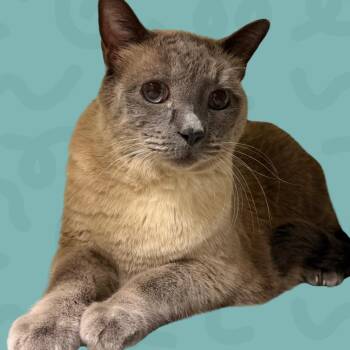 JayJay -  Domestic Short Hair Cat for Adoption in Reno, Nevada - JayJay | PetCurious