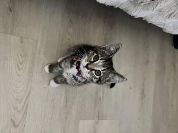Nori -  Domestic Short Hair Cat for Adoption in Penryn, California - Nori | PetCurious
