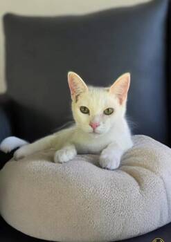 Rescue Domestic Short Hair Cats for Adoption in Los Angeles, California - Snowy | PetCurious