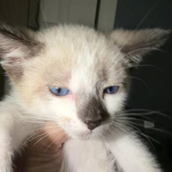Pippin -  Siamese and Domestic Short Hair Cat for Adoption in Buffalo, Minnesota - Pippin | PetCurious