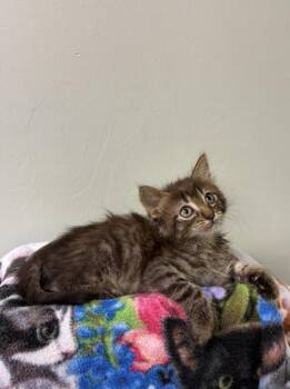 Shelby -  Domestic Short Hair Cat for Adoption in Picayune, Mississippi - Shelby | PetCurious