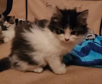 Rescue Domestic Short Hair Cats for Adoption in Hagaman, New York - Monchichi | PetCurious