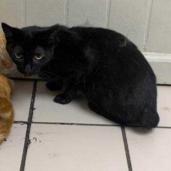TUSC-Stray-85450_2 -  Domestic Short Hair Cat for Adoption in Tuscaloosa, Alabama - TUSC-Stray-85450_2 | PetCurious