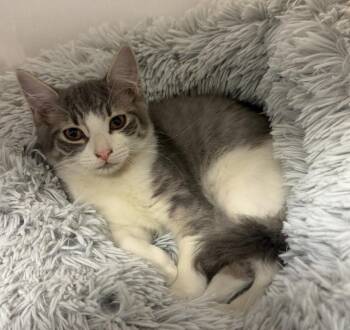 Rescue Domestic Short Hair Cats for Adoption in Butler, New Jersey - Samantha | PetCurious