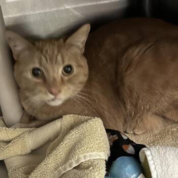 Domestic Short Hair Cats Available for Adoption in Oak Park, Illinois - Eldridge | PetCurious