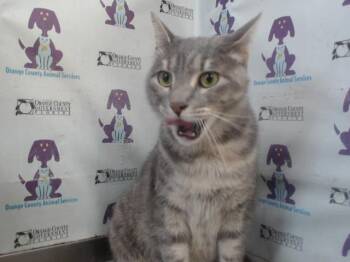 Domestic Short Hair Cats Available for Adoption in Orlando, Florida - STORMIE | PetCurious