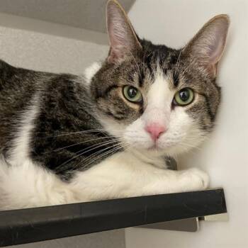Domestic Short Hair Cats Available for Adoption in Aurora, Colorado - GIZMO | PetCurious
