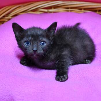 Iker -  Domestic Short Hair Cat for Adoption in Beaumont, Texas - Iker | PetCurious