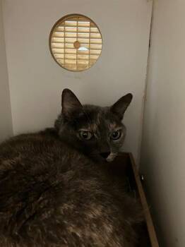 Domestic Short Hair Cats Available for Adoption in Long Beach, California - ROGUE | PetCurious