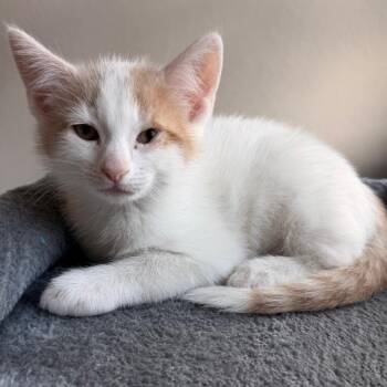 Normal Is Just A Setting On The Dryer -  Domestic Short Hair Cat for Adoption in Boerne, Texas - Normal Is Just A Setting On The Dryer | PetCurious