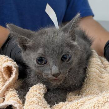 HOLT -  Domestic Short Hair Cat Available for Adoption in Camarillo, California - HOLT | PetCurious