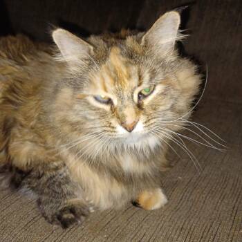 Miss Mess -  Domestic Long Hair Cat for Adoption in Lynchburg, Virginia - Miss Mess | PetCurious