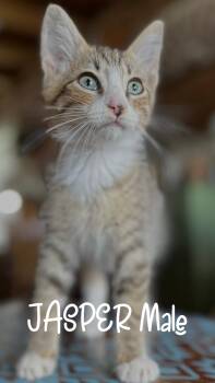 Jasper -  Domestic Short Hair Cat for Adoption - Jasper | PetCurious