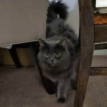Domestic Long Hair Cats Available for Adoption in Hamilton, Ontario - Eloise - Majestic & Loving! | PetCurious
