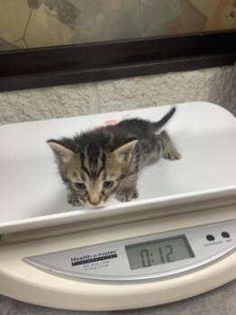 Rescue Domestic Short Hair Cats for Adoption in Fort Worth, Texas - 59601561 | PetCurious