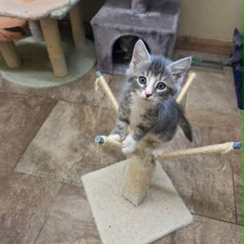 Lancelot -  Domestic Short Hair Cat Available for Adoption in Lancaster, Kentucky - Lancelot | PetCurious
