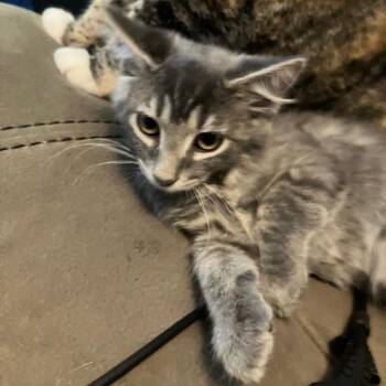 Walker -  Domestic Medium Hair Cat for Adoption in Ashland, Oregon - Walker | PetCurious