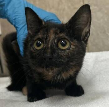 Narcissa -  Domestic Short Hair Cat for Adoption in Honolulu, Hawaii - Narcissa | PetCurious