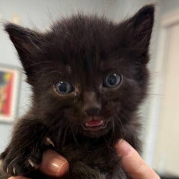 Domestic Short Hair Cats Available for Adoption in Greensboro, Georgia - Fozzie | PetCurious