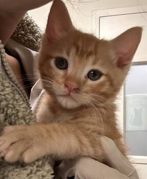 Domestic Short Hair Cats Available for Adoption in Riverside, California - CHEDDAR | PetCurious