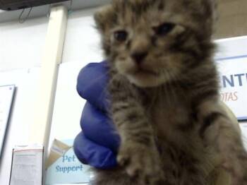 Domestic Medium Hair Cats Available for Adoption in Dallas, Texas - BERNADETTE | PetCurious