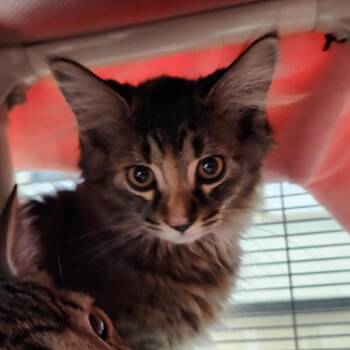 Lemon -  Domestic Long Hair Cat for Adoption in Walker, Michigan - Lemon | PetCurious
