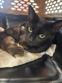 SPROUT -  Domestic Short Hair Cat for Adoption in Louisville, Kentucky - SPROUT | PetCurious