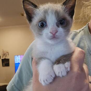 Sammy -  Domestic Short Hair Cat for Adoption in Webster, Texas - Sammy | PetCurious