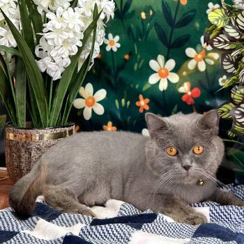 RUBIN -  Domestic Short Hair Cat for Adoption in New York, New York - RUBIN | PetCurious
