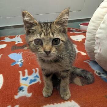 Kit-Kat -  Domestic Short Hair Cat for Adoption in Suffolk, Virginia - Kit-Kat | PetCurious