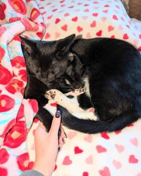 Harry -  Domestic Short Hair Cat for Adoption in Hudson, New Hampshire - Harry | PetCurious
