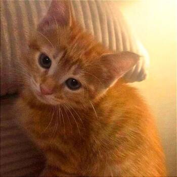 Orange -  Domestic Short Hair Cat for Adoption in Green Bay, Wisconsin - Orange | PetCurious