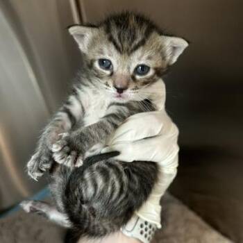 Monarch -  Domestic Short Hair Cat for Adoption in Tampa, Florida - Monarch | PetCurious