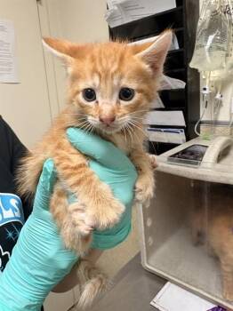 Domestic Short Hair Cats Available for Adoption in Riverside, California - YODA | PetCurious