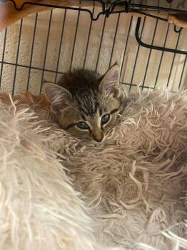 Vivi -  Domestic Short Hair Cat for Adoption in Hamilton, Ohio - Vivi | PetCurious